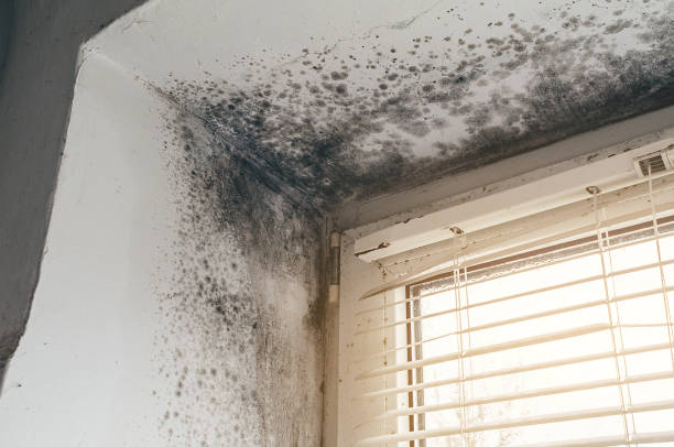 Affordable Bathroom Mold Removal solutions in Hacksneck, VA